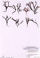 藏品(鹿角菜)的圖片